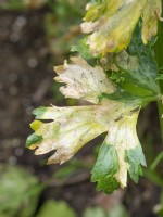 Damage to Celariac from Celery leaf mining fly, Euleia heraclei, June, Summer