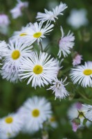 Erigeron 'Sommerneuschnee' - June.