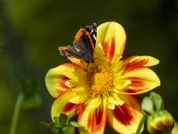 Dahlia 'Pooh' with Red Admiral butterfly
