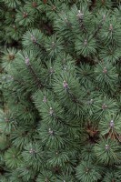 Pinus mugo - 'Mops' - dwarf mountain pine