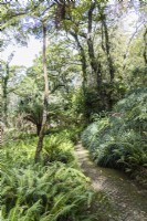 Path, ferns and trees in the Queens Fern Valley. Parque da Pena, Sintra, near Lisbon, Portugal, September.