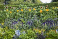 Vegetable bed with Brassicas, herbs, climbing squashes and flowers - Tagetes, Salvia viridis and Helianthus annuus