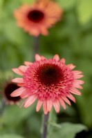 Close up view of Echinacea 'Raspberry Truffle'
