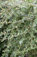 Berberis wilsoniae - Mrs. Wilson's barberry foliage