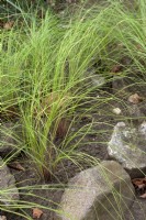 Chionochloa conspicua - tussock grass