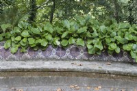 Bergenia planted at back of stone bench which is faced with decorative tiles. Parque da Pena, Sintra, near Lisbon, Portugal, September.