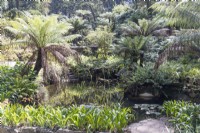 Tree ferns and pond in the Queens Fern Valley. Parque da Pena, Sintra, near Lisbon, Portugal, September.