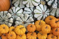 Cucurbita pepo - Patty Pan Squash on display at RHS Wisley gardens in autumn