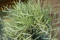 Stenotaphrium secundatun 'Variegatum' growing in a wall basket - variegated buffalo grass