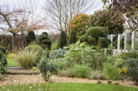 Country garden in November with foliage plants including Melianthus major, cloud pruned Luma apiculata and clipped yews.