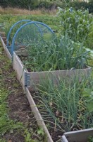 Small raised beds for growing Alliums - members of the onion family