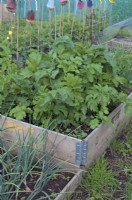 Raised bed for growing Parsnips - Pastinaca sativa
