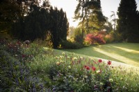 A border of summer bedding including dahlias and salvias above the lawn at Hergest Croft, Herefordshire in October. 