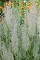 Calamagrostis brachytricha - Korean feather reed grass