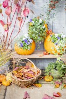 Pumpkins being used as plant pots containing Violas