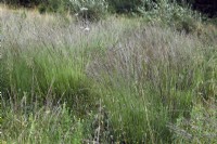 Molinia caeurulea - Purple Moor Grass growing on acid heathland in southern UK