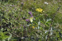 Gonepteryx rhamni - Brimstone Butterfly nectaring on Clinopodium vulgare