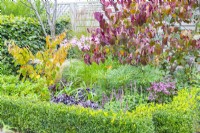 Amarine belladiva, Heuchera 'Blackberry Jam' and Salvia in an Autumn border