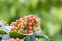 Skimmia japonica 'Temptation'