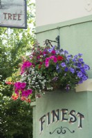 Pub hanging basket with petunias, fuchsias and bacopa cordata - July.