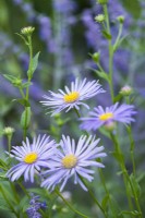 Aster x frikartii 'Monch' - August.