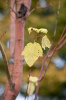 Acer pensylvanicum erythrocladum - Snake bark maple tree leaf in autumn