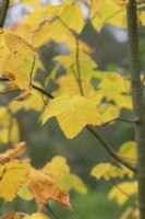 Acer pensylvanicum - Snake bark maple tree leaves in autumn
