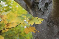 Acer velutinum - Persian maple foliage in autumn
