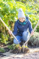 Woman using a pair of digging forks to separate perennials