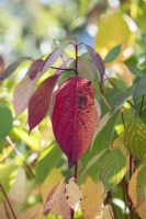 Cornus alba Baton Rouge Minbat - Red barked dogwood foliage in autumn