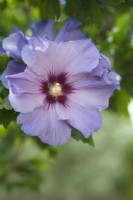 Hibiscus syriacus 'Blue Bird' syn.  'Oiseau Bleu' - August