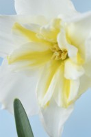 Narcissus  'Lemon Beauty'  Daffodil  Div. 11b  Split-corona Papillon  May
