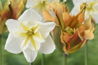 Narcissus  'Lemon Beauty'  Daffodil  Div. 11b  Split-corona Papillon  and Tulipa  'Golden Artist'  Tulips  Viridiflora Group  May
