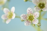 Saxifraga  'Canis-dalmatica' x gaudinii  Saxifrage  Ligulatae  Flowers on flower stalk  June
