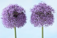 Allium  'Gladiator'  Ornamental onion  June
