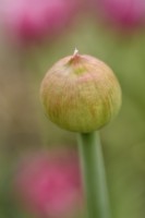 Allium  'Ambassador'  Ornamental onion  Flower bud  May