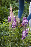 Woman deadheading Lupins. Cut off the flower heads when they have died down. 