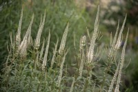 Veronicastrum virginicum 'Album' - Culvers Root - July