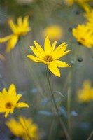 Helianthus hirsutus - Hairy Sunflower - August