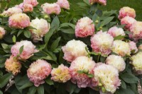Paeonia 'Lois Choice' - Hybrid Peony shrub in spring - May