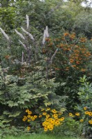 Actaea simplex 'Atropurpurea' in border with Rudbeckia 'Viette's Little Suzy' and Pyracantha- September