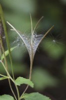 Epilobium ciliatum - Fringed Willowherb - September