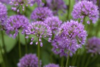 Honey bee on Allium 'Millennium' - August