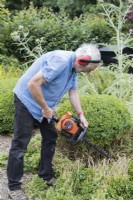 Adult male wearing ear defenders using 2 stroke chainsaw to cut lower half of topiary of Buxus sempervirens. August, Summer.