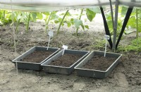 Trays with sowings.