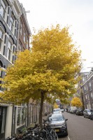 Ginkgo biloba trees display their autumn colours in the Amsterdam Jordaan. 