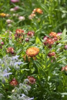 Helichrysum bracteatum.