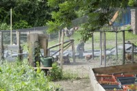 Chickens in poultry house and child watching.