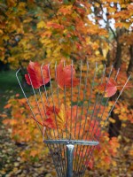 Garden rake and fallen leaves of Acer rubrum 'October glory' - Red maple 'October Glory'