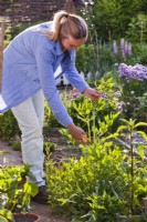 Woman cutting out flower stalk of Levisticum officinale - Lovage for better leaves.